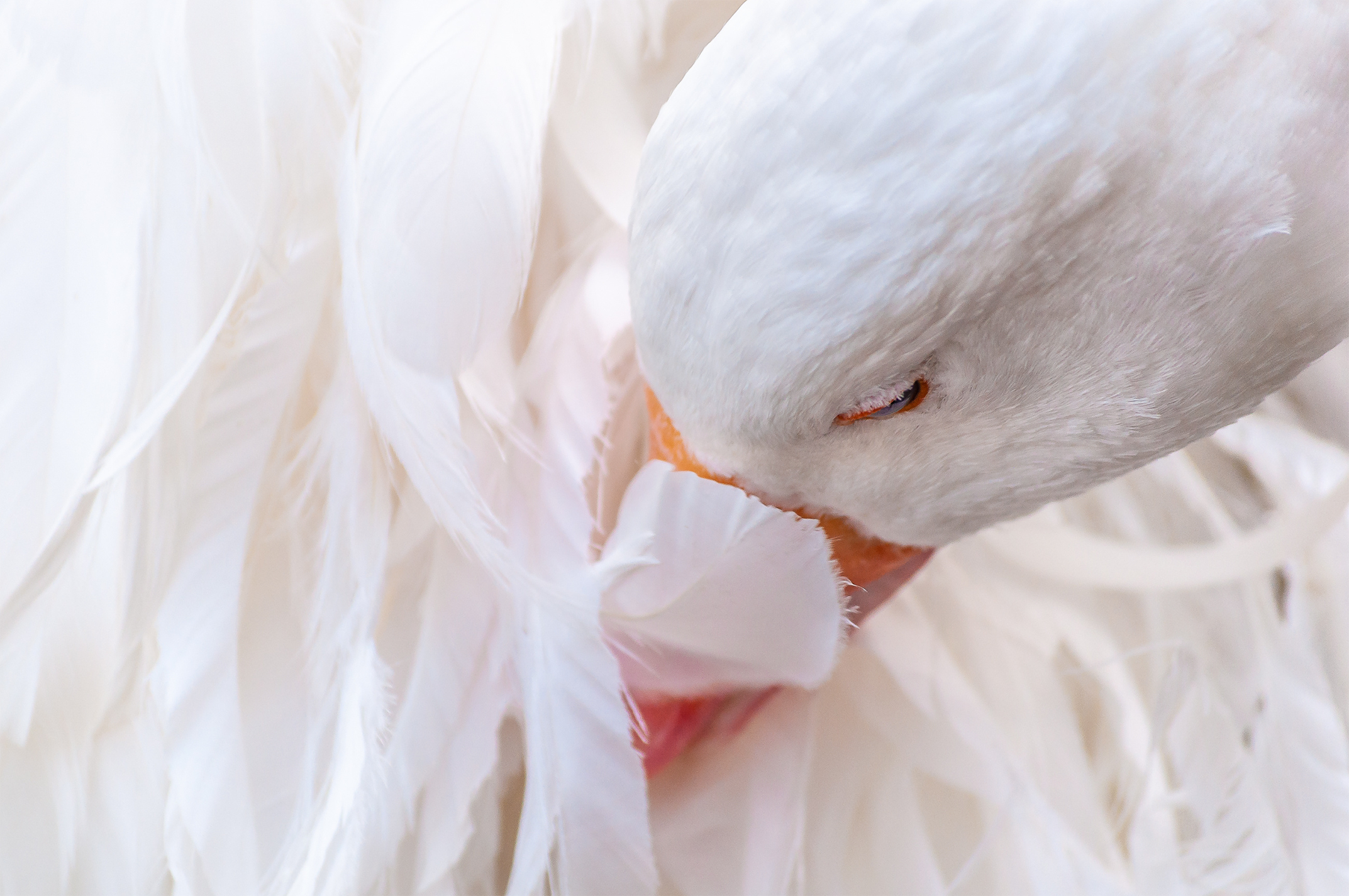Sebastopol Goose Snoozing