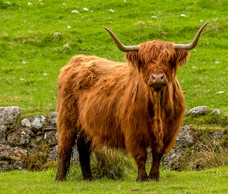 Highland Cattle with Long Bangs