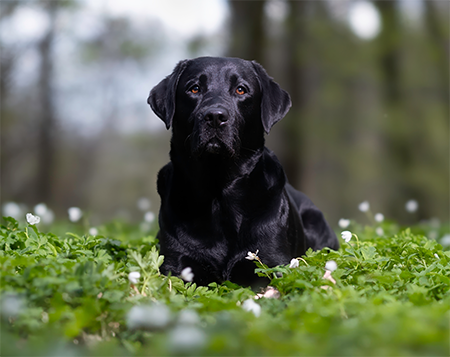 Black Lab on Flowers