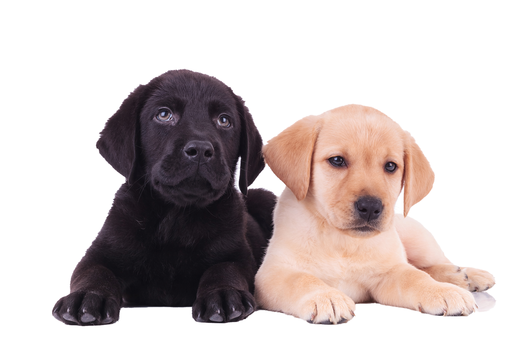 AKC English Labradors Puppies - Black and Yellow