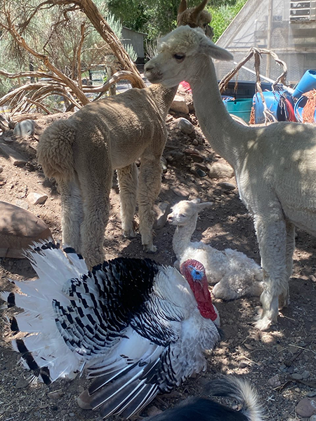 Two Alpacas with their Baby and a Royal Palm Turkey