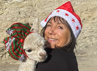 Haucaya Alpaca at Christmas