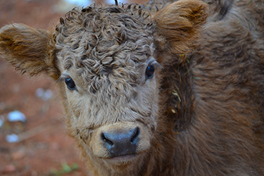 Baby Highland Cow Face
