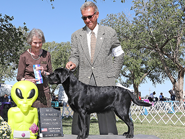 Black Lab Winner