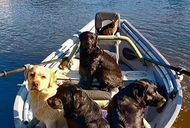 Labs in a Boat with Cat Too