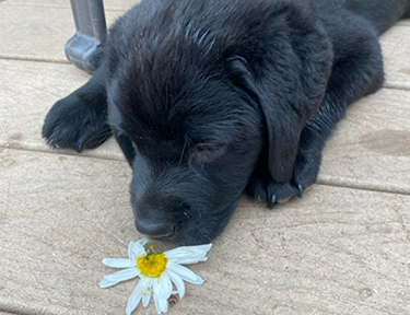 Black Lab Puppy with Flower