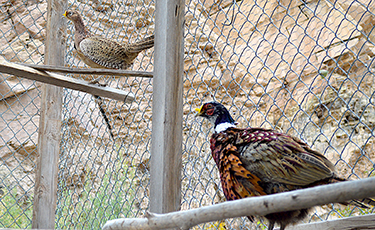 Mail and Female Jumbo Ringneck Pheasant