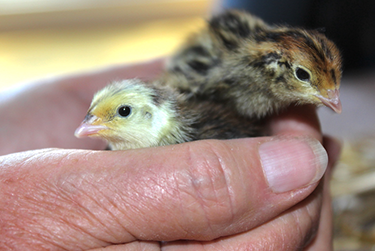Two Baby Coturnix Quails Held in Hands
