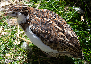 Coturnix Quail on Grass