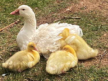 Sebastopol Goose with her Three Goslings