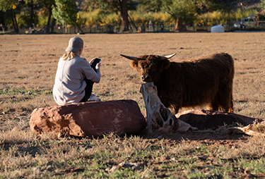 Terena and Highland Cow