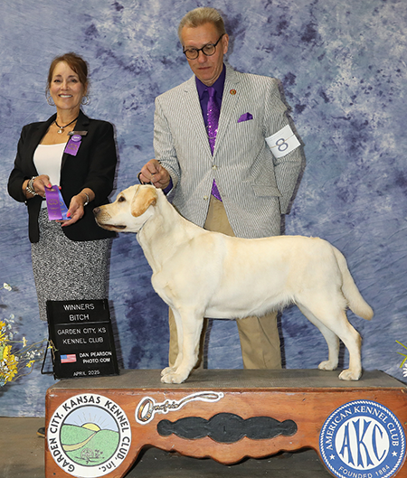 Another Yellow Lab Winner