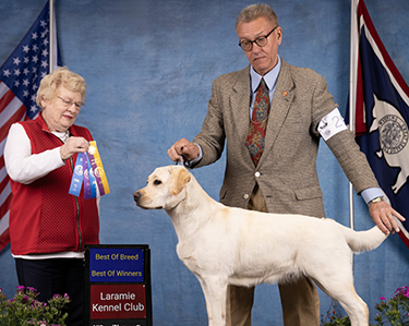 Yellow Lab Winner