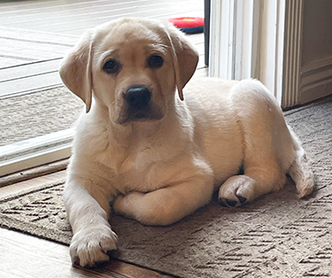 Yellow Lab Puppy
