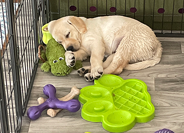 Yellow Lab Puppy Sleeping with Toys