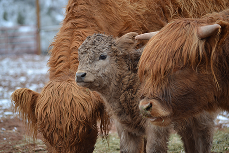 Two Adult Highland Cattle and One Baby