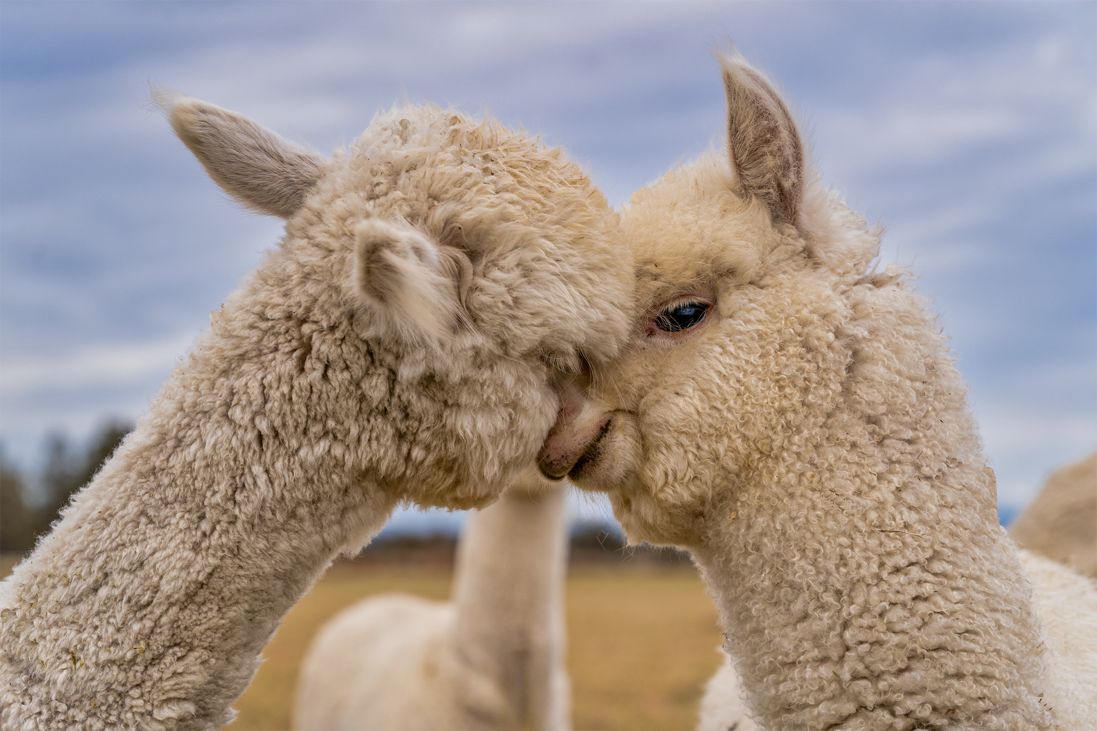 Huacaya Alpacas Touching Noses
