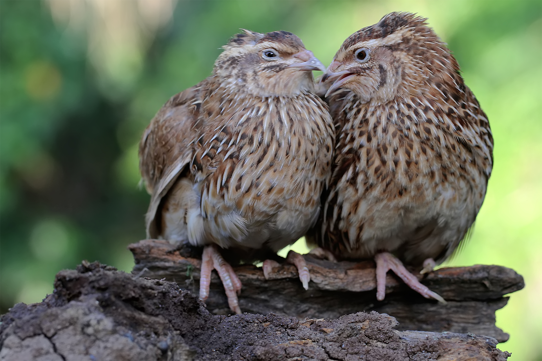 Two Conturnix Quails Together